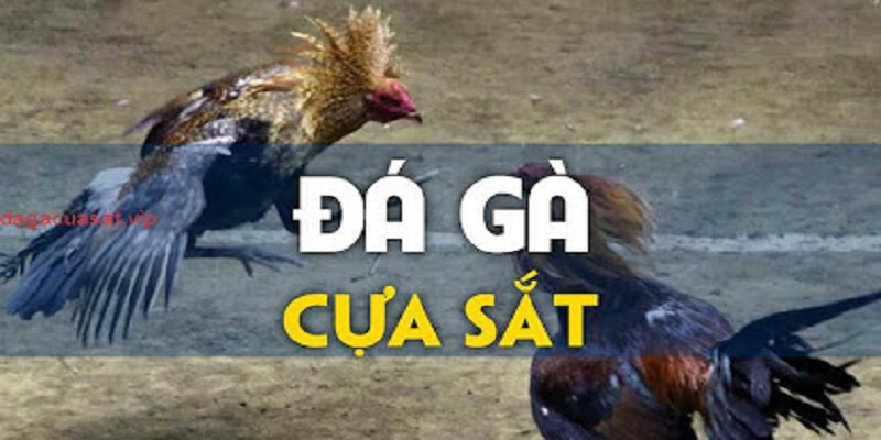 đá gà cựa sắt 888b