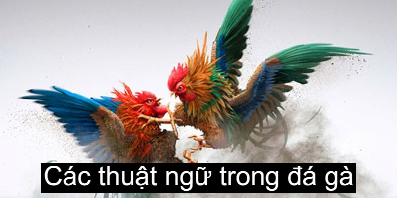 các thuật ngữ trong đá gà 888b