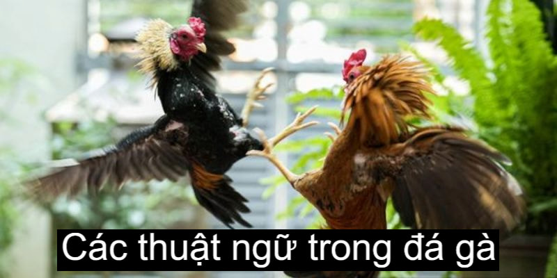 Trong quá trình chăm sóc, có rất nhiều thuật ngữ mà người chơi cần phải biết