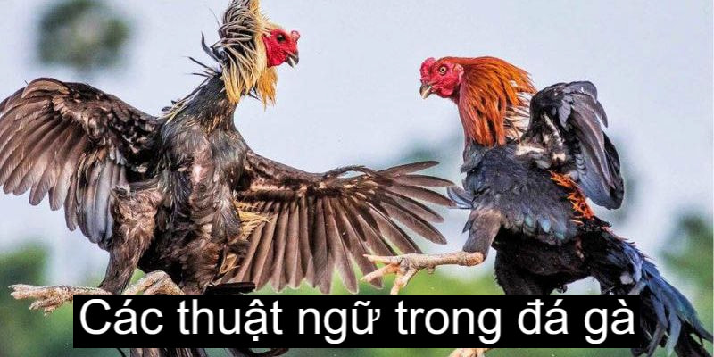 Anh em nên áp dụng kỹ thuật om gà sau quá trình biệt dưỡng để lấy lại năng lượng và sức khỏe cho chiến kê cho trận đấu tiếp theo