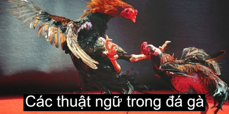 Om gà là phương pháp có thể giúp chiến kê cải thiện sức khỏe về thể chất