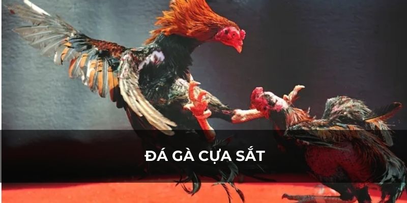 Sử dụng cựa bằng sắt để đá