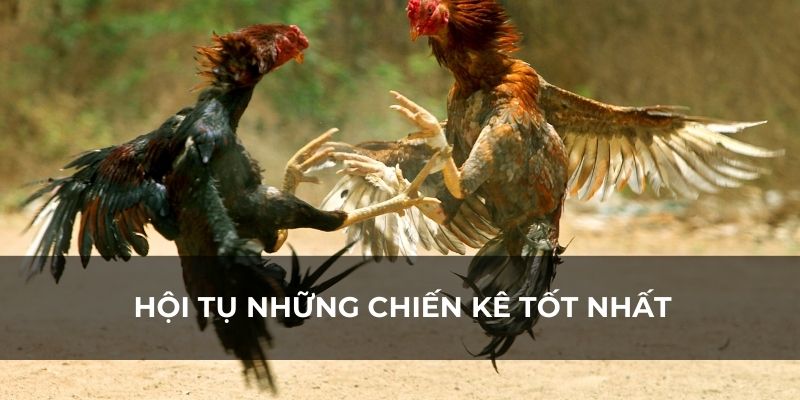 Theo dõi những chiến kê đá nhau để đặt cược